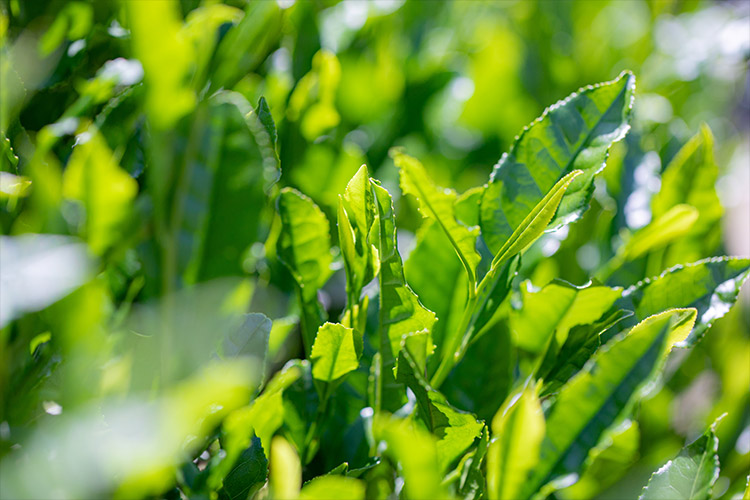 季節で巡る「お茶」